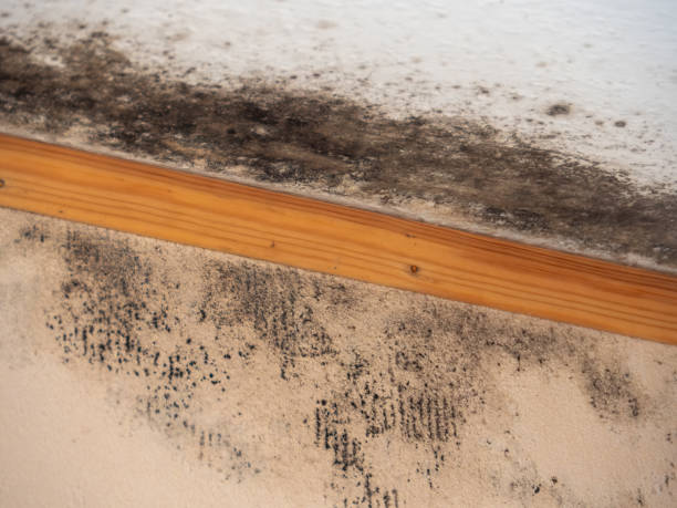 Best Mold Damage Restoration  in Colonial Pine Hills, SD